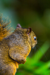 Bangs's mountain squirrel (Syntheosciurus brochus), Poás Volcano National Park, Alajuela Region, Costa Rica, Central America, America