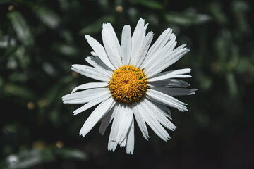 daisy flower close up, Bellis perennis © Ivan Lopatin