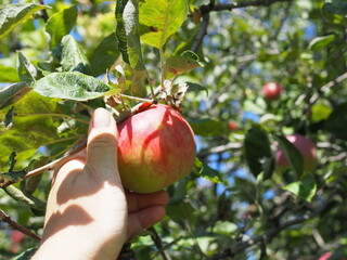 gardener plucks a ripe Apple from a branch. the concept of harvest.
