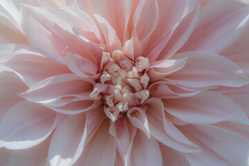 close up of pink dahlia flower, backdrop background