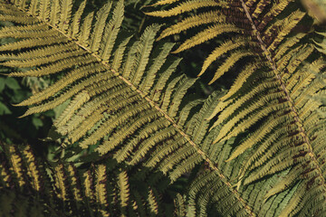 large green fern leaf, backdrop background
