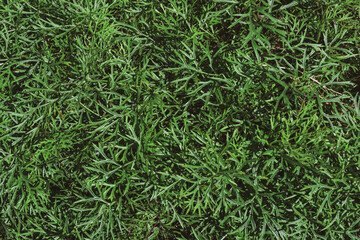 natural green grass backdrop background, top view