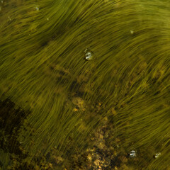 The texture of tina underwater. The glossy surface is green.