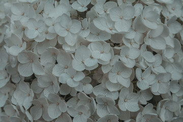 small white flowers background