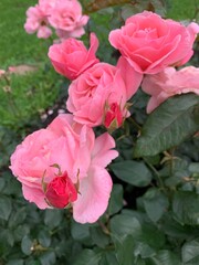 Pink garden roses bush