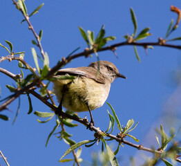 Karoo National Park South Africa: Yellow-bellied Eremomela