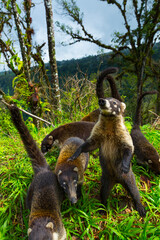 White-nosed coati (Nasua narica), Alajuela Region, Costa Rica, Central America, America