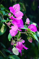 Fototapeta premium pink and purple flowers in the garden