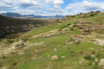 Fototapeta na wymiar Landscape of sheep grazing in the mountains near Malealea in the scenic Kingdom of Lesotho, Southern Africa