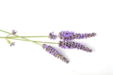 lavender in bloom on white background