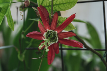 red Passiflora flower in a garten