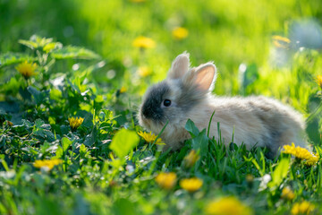 Baby rabbit in the green grass. Adorable pet