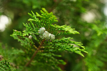 Makro: Blick unter den grünen Zweig einer Thuja / Lebensbaum, wo im Sommer kleine Zapfen / Kospen...