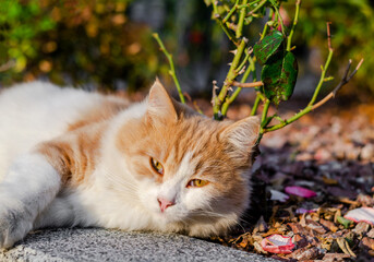 The white-red cat lies and looks into the camera