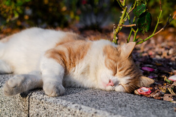 The white-red cat sleeps on the curb. Close-up