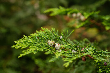 Nahaufnahme: Ein kleiner grüner Zweig mit Knospen / Zapfen an einem Lebensbaum (lat.: Thuja)