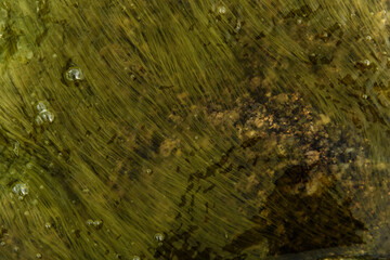 The texture of tina underwater. The glossy surface is green.