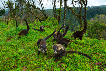 White-nosed coati (Nasua narica), Alajuela Region, Costa Rica, Central America, America