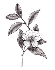Obraz premium Branch of apple tree with leaves and flower, hand drawn illustration in black and white