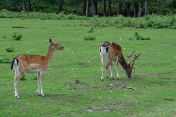 Damwild