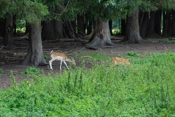 Damwild
