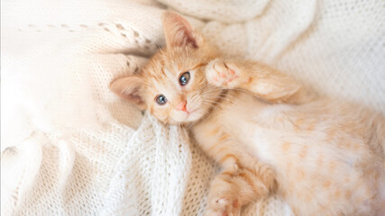 Fototapeta na wymiar Cute little red kitten sleeps on knitted white blanket