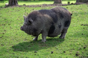 H&auml;ngebauchschwein