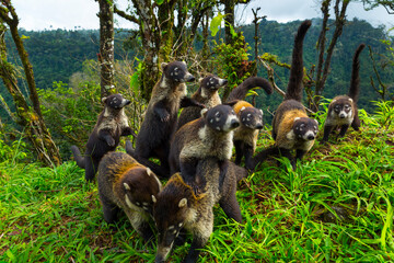 White-nosed coati (Nasua narica), Alajuela Region, Costa Rica, Central America, America