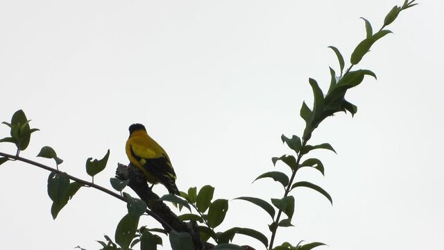 Indian golden oriole in tree UHD MP4 4k.