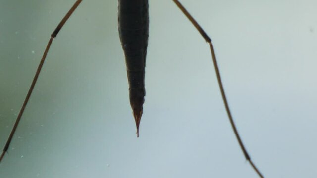 Extreme close up shot of cranefly hanging on window of house with blurred background.Macro footage.