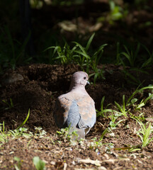 Karoo National Park South Africa: Laughing dove