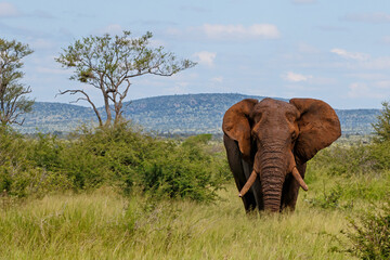 Fototapeta na wymiar Elephant bull walking in the Kruger National Park in the green season in South Africa