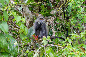 Naklejka na ściany i meble monkey in Jozani forest, Zanzibar 