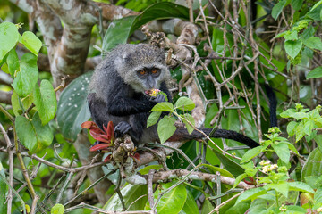 monkey in Jozani forest, Zanzibar
