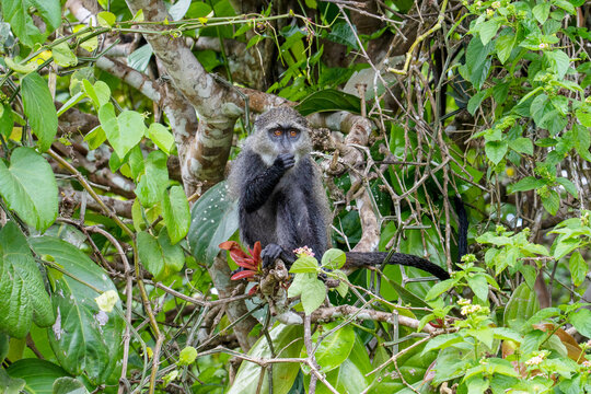monkey in Jozani forest, Zanzibar
