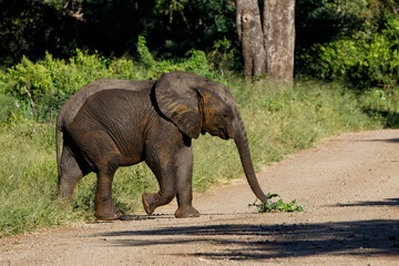 Elephant calf walking and eating in the Kruger National Park in the green season in South Africa