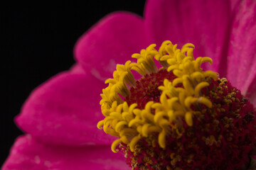 Pink zinnia on black . Macro shot