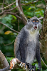 monkey in Jozani forest, Zanzibar
