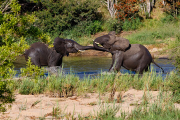 Fototapeta na wymiar Elephant bulls fighting in a river in the Kruger National Park in the green season in South Africa