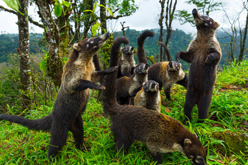 White-nosed coati (Nasua narica), Alajuela Region, Costa Rica, Central America, America