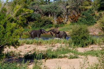 Elephant bulls fighting in a river in the Kruger National Park in the green season in South Africa