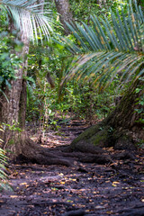 Jozani forest. Zanzibar, Tanzania
