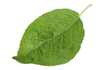 Apple leaf closeup