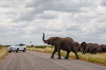 Elephant herd crossing the road  in the Kruger National Park in the green season in South Africa - obrazy, fototapety, plakaty