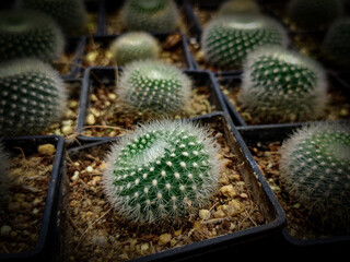 cactus in the garden