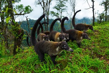 White-nosed coati (Nasua narica), Alajuela Region, Costa Rica, Central America, America