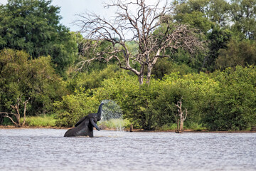 Elephant bull playing in the water of Sable Dam in the Kruger National Park in the green season in...