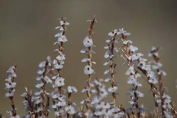 Small white flowers