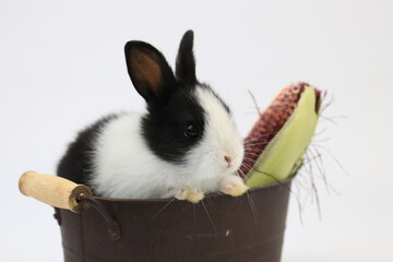 Blanc and White Bunny Rabbit in A Black Bucket on White Background