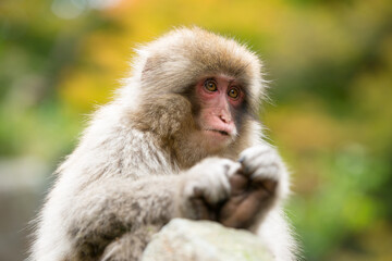 ニホンザルの自由で楽しい暮らしのポートレート 猿のかわいい姿